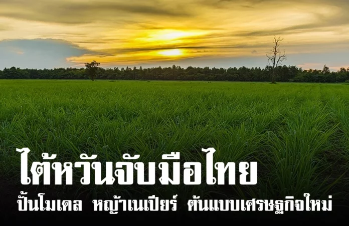 ไต้หวันจับมือไทย ปั้นโมเดล หญ้าเนเปียร์ ต้นแบบเศรษฐกิจใหม่
