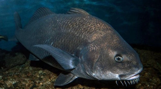 นักวิทยาศาสตร์ค้นพบ "ปลาแดนีโอแนลลา ซีรีบรัม" เสียงดังเท่าปืน!