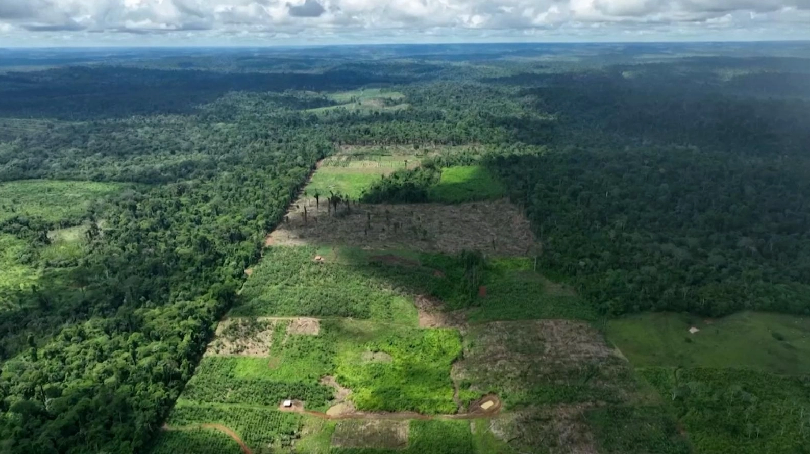 ป่าแอมะซอนทรุดโทรม พื้นที่ป่าลดฮวบ 66%