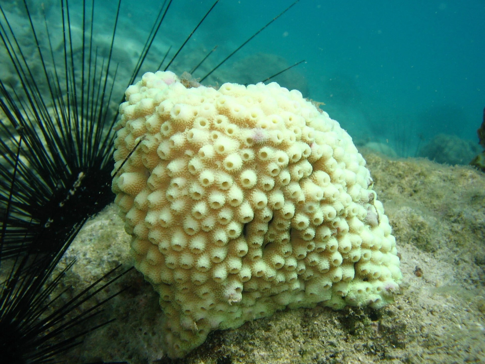 ปะการังฟอกขาว